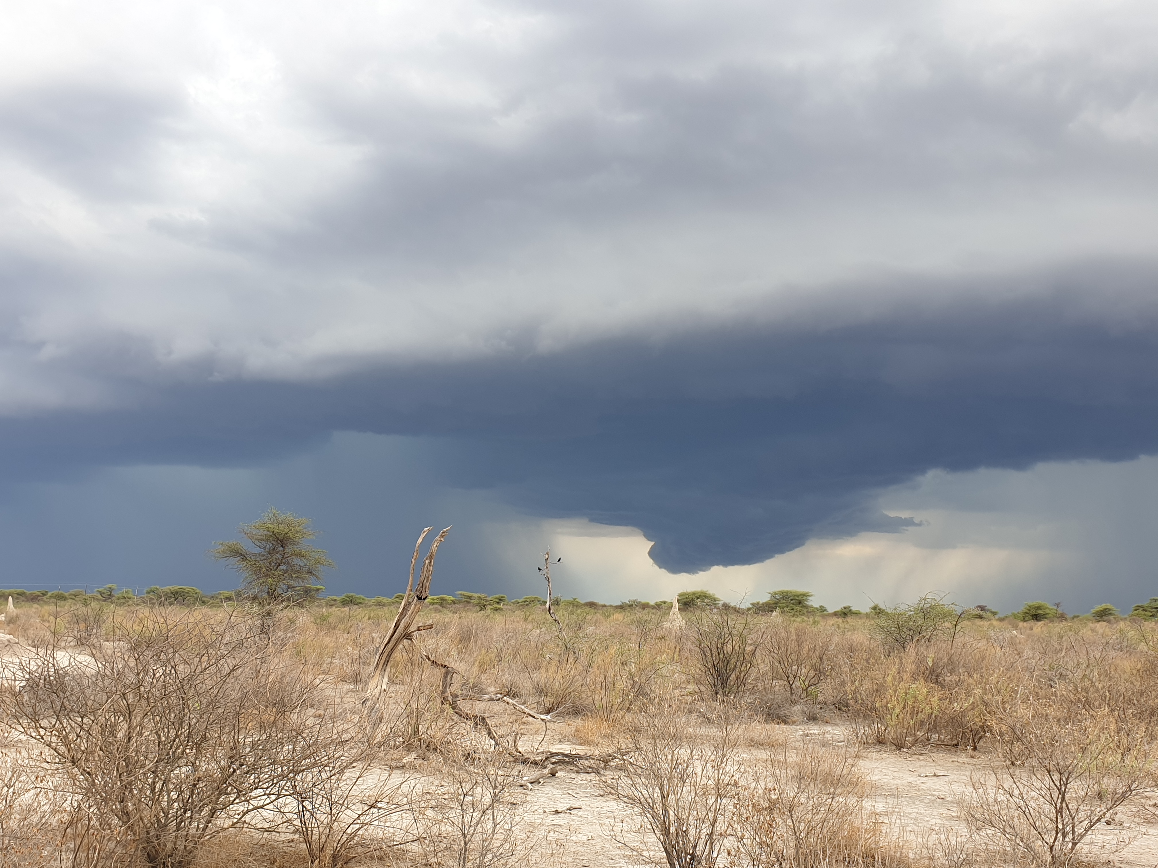 L'environnement aride de l'Onguma Nature Reserve lors de notre visite, tandis qu'un premier orage a éclaté dans le lointain, Etosha, Namibie.